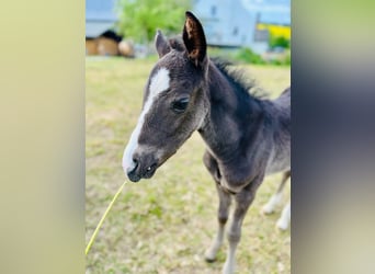 Deutsches Reitpony, Hengst, , Rappe