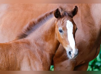 Deutsches Reitpony, Hengst, Fohlen (06/2025), Rotschimmel