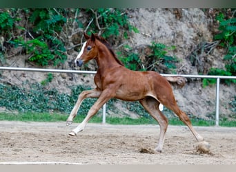 Deutsches Reitpony, Hengst, Fohlen (06/2025), Rotschimmel