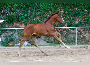 Deutsches Reitpony, Hengst, Fohlen (06/2025), Rotschimmel