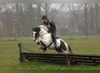 Deutsches Reitpony, Hengst, Fohlen (04/2026), Schecke