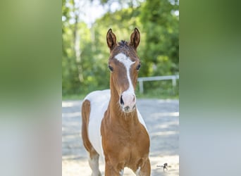 Deutsches Reitpony, Hengst, Fohlen (04/2026), Schecke