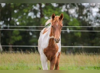 Deutsches Reitpony, Hengst, Fohlen (03/2025), Schecke