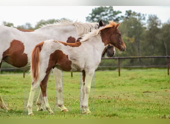 Deutsches Reitpony, Hengst, Fohlen (03/2025), Schecke
