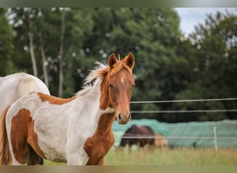 Deutsches Reitpony, Hengst, Fohlen (03/2025), Schecke