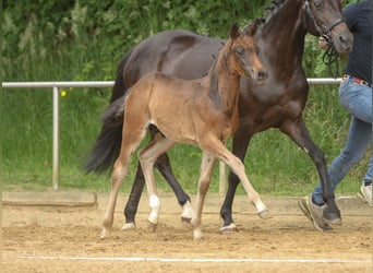 Deutsches Reitpony, Hengst, Fohlen (04/2024), Schwarzbrauner