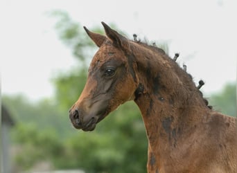 Deutsches Reitpony, Hengst, Fohlen (04/2024), Schwarzbrauner