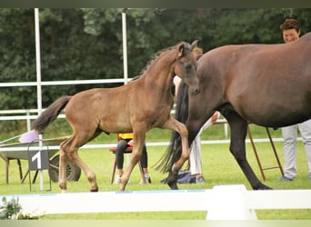 Deutsches Reitpony, Hengst, Fohlen (05/2023), Schwarzbrauner