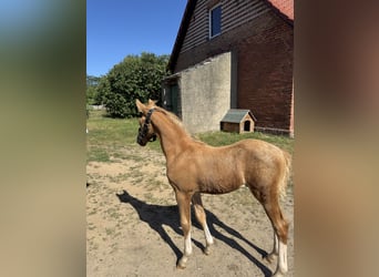 Deutsches Reitpony, Hengst, Fohlen (05/2026)