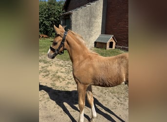Deutsches Reitpony, Hengst, Fohlen (05/2026)