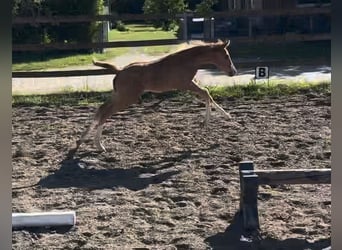 Deutsches Reitpony, Hengst, Fohlen (05/2026)