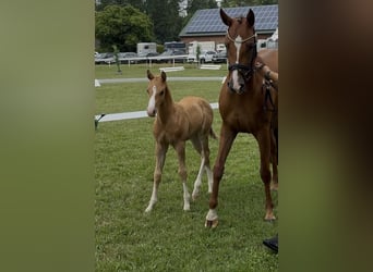 Deutsches Reitpony, Hengst, Fohlen (05/2026)