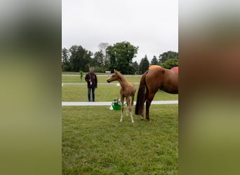 Deutsches Reitpony, Hengst, Fohlen (05/2026)