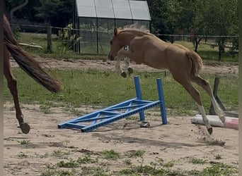 Deutsches Reitpony, Hengst, Fohlen (05/2026)