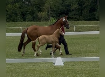 Deutsches Reitpony, Hengst, Fohlen (05/2026)