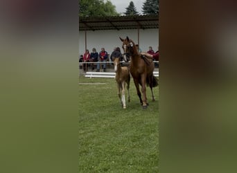 Deutsches Reitpony, Hengst, Fohlen (05/2026)