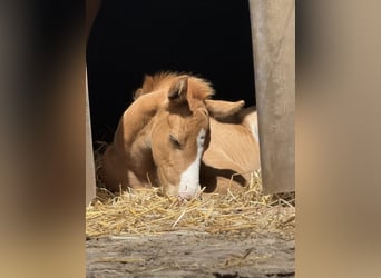 Deutsches Reitpony, Hengst, Fohlen (05/2026)