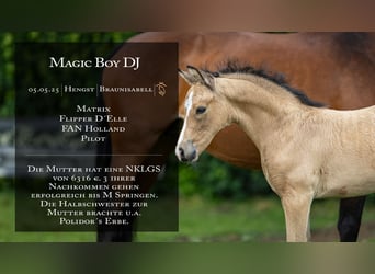 Deutsches Reitpony, Hengst, 
