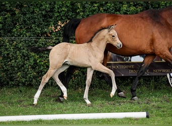 Deutsches Reitpony, Hengst, 