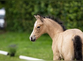 Deutsches Reitpony, Hengst, 