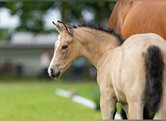 Deutsches Reitpony, Hengst, 