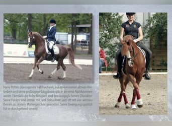 Deutsches Reitpony, Hengst, 26 Jahre, 148 cm, Fuchs