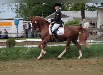 Deutsches Reitpony, Hengst, 26 Jahre, 148 cm, Fuchs