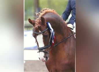 Deutsches Reitpony, Hengst, 26 Jahre, 148 cm, Fuchs