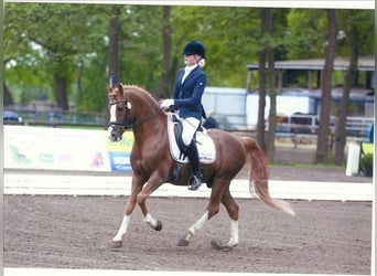 Deutsches Reitpony, Hengst, 26 Jahre, 148 cm, Fuchs