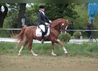 Deutsches Reitpony, Hengst, 26 Jahre, 148 cm, Fuchs