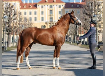 Deutsches Reitpony, Hengst, 5 Jahre, 143 cm, Fuchs