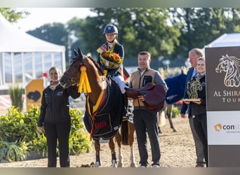 Deutsches Reitpony, Hengst, 6 Jahre, 145 cm, Fuchs