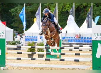 Deutsches Reitpony, Hengst, 6 Jahre, 145 cm, Fuchs