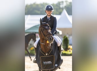 Deutsches Reitpony, Hengst, 6 Jahre, 145 cm, Fuchs