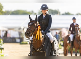Deutsches Reitpony, Hengst, 6 Jahre, 145 cm, Fuchs