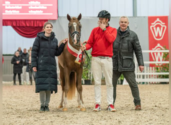 Deutsches Reitpony, Hengst, 3 Jahre, 147 cm, Fuchs