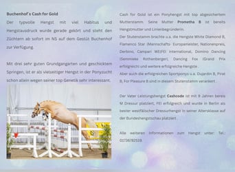 Deutsches Reitpony, Hengst, 3 Jahre, 146 cm, Palomino