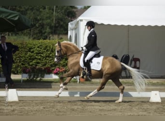 Deutsches Reitpony, Hengst, 11 Jahre, 142 cm, Palomino