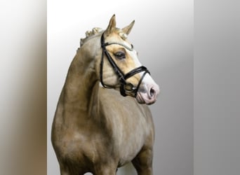 Deutsches Reitpony, Hengst, 11 Jahre, 142 cm, Palomino
