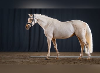 Deutsches Reitpony, Hengst, 4 Jahre, 147 cm, Palomino
