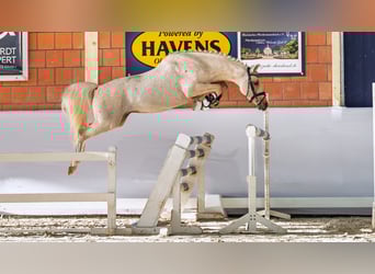 Deutsches Reitpony, Hengst, 4 Jahre, 147 cm, Palomino