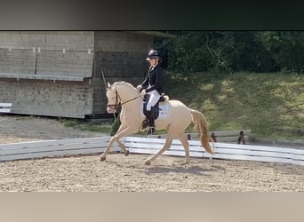 Deutsches Reitpony, Hengst, 8 Jahre, 144 cm, Perlino
