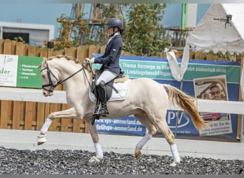 Deutsches Reitpony, Hengst, 8 Jahre, 144 cm, Perlino