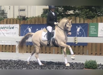 Deutsches Reitpony, Hengst, 8 Jahre, 144 cm, Perlino