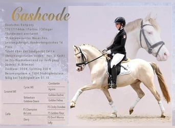 Deutsches Reitpony, Hengst, 8 Jahre, 144 cm, Perlino