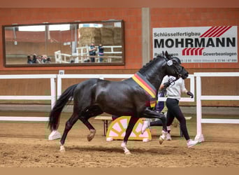 Deutsches Reitpony, Hengst, 4 Jahre, 146 cm, Rappe