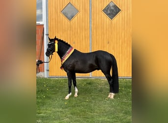 Deutsches Reitpony, Hengst, 4 Jahre, 146 cm, Rappe