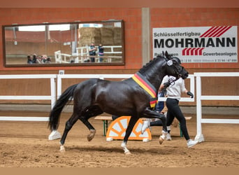 Deutsches Reitpony, Hengst, 3 Jahre, 146 cm, Rappe