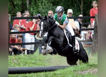 Deutsches Reitpony, Hengst, 21 Jahre, 146 cm, Rappe