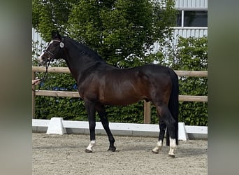 Deutsches Reitpony, Hengst, 17 Jahre, 155 cm, Schwarzbrauner